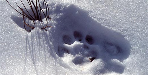 Potraga za snežnim leopardom