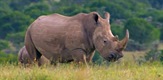 Povratak belog nosoroga