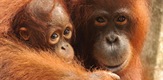 Orangutanski dnevnici