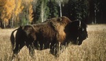 Vukovi i bizoni: Pradavna veza