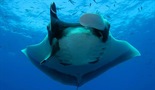 Queen of the Manta Rays