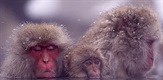 Snežni majmun: priča o japanskom makakiju