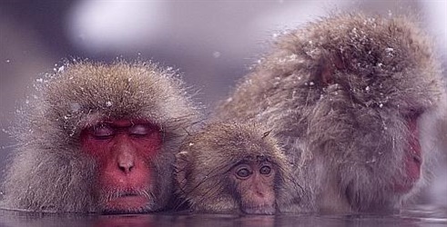 Snježni majmuni -tko je faca, a tko nije