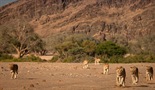 Vanishing Kings: Desert Lions of the Namib