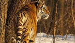 Lov na sibirskog tigra