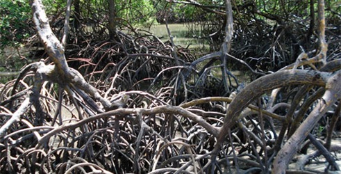Mangrove - Ugrožene obalne šume u Brazilu
