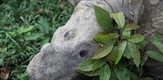 Operacija: Nosorozi iz Sumatre