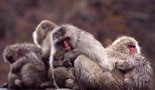 Snežni majmun: priča o japanskom makakiju