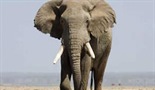 Eho i slonovi Amboselija