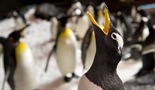Izgradnja raja za pingvine