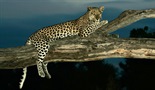Neverovatni leopard