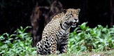 Pustolovina s jaguarom