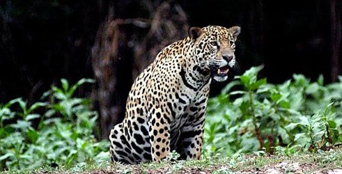 Pustolovina s jaguarom