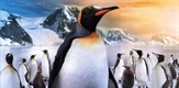 Kralj pingvina
