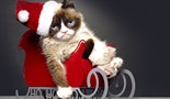 Najgori Božić namrgođene mačke