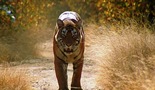 Mačili - kraljica tigrova