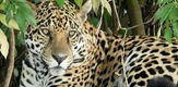 Guardians of Nature - Living with the Jaguar